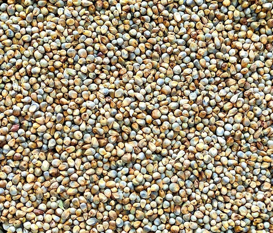 Pearl Millet