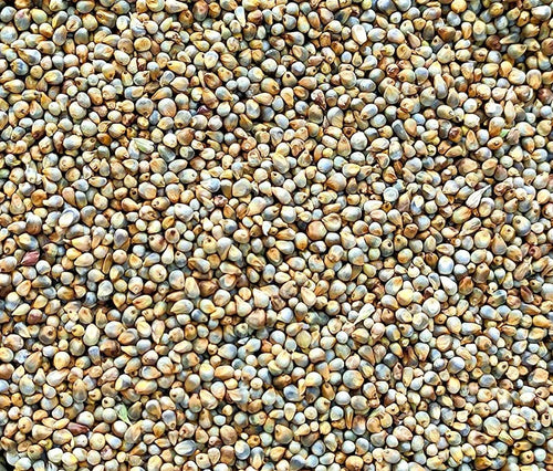 Pearl Millet