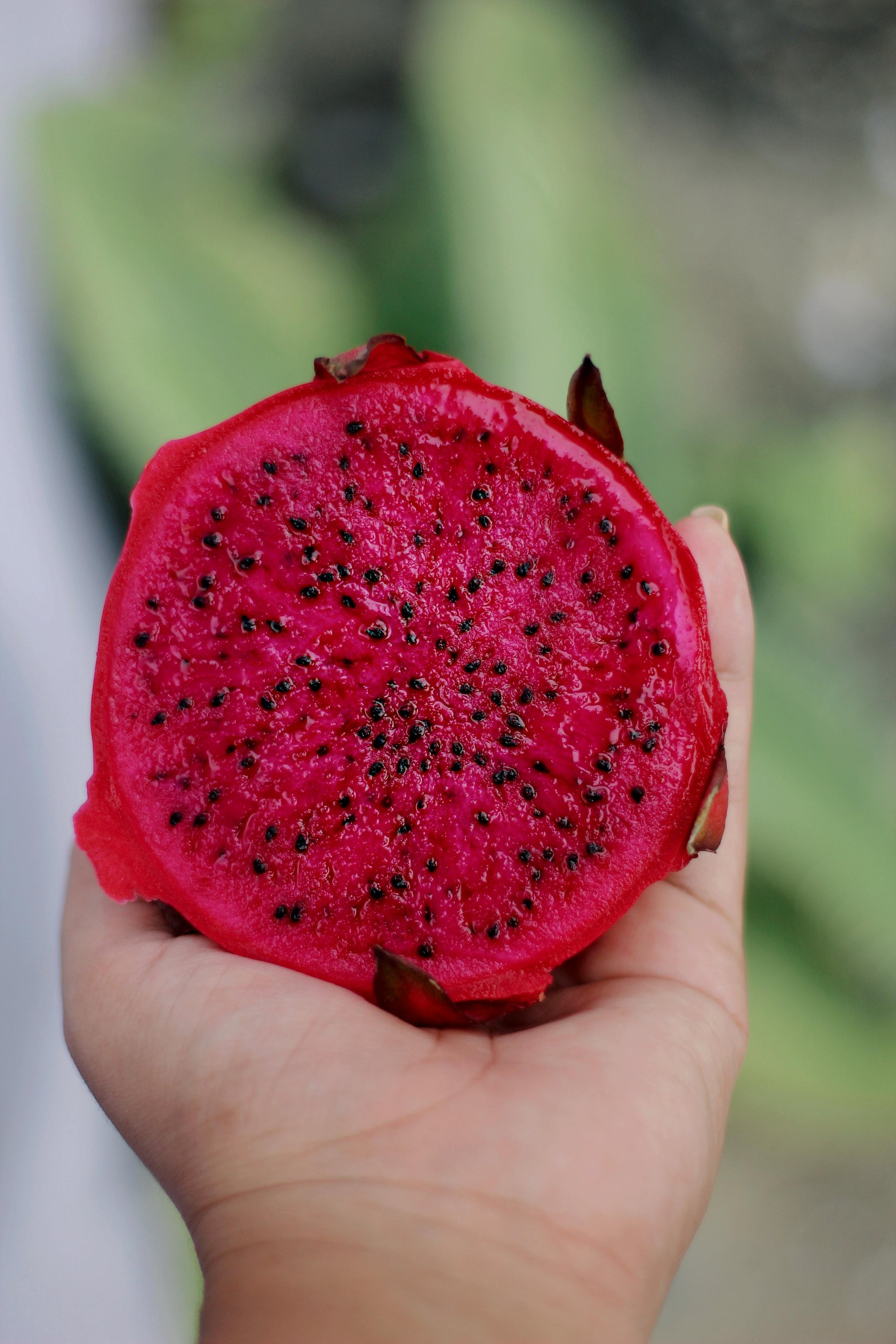 Dragonfruit